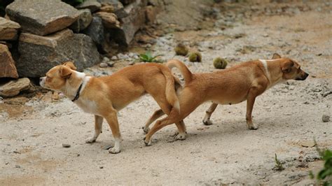 獣姦 av|【狂気】獣姦AVに出演した女の子、犬に中出しされチ コが膨ら。